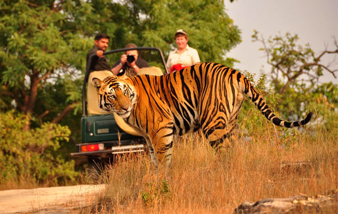 Wildlife